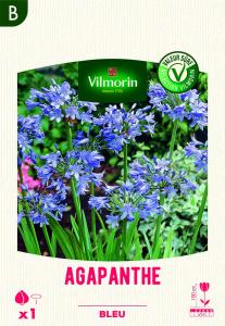 Agapanthe Umbelatum Bleu (x1)